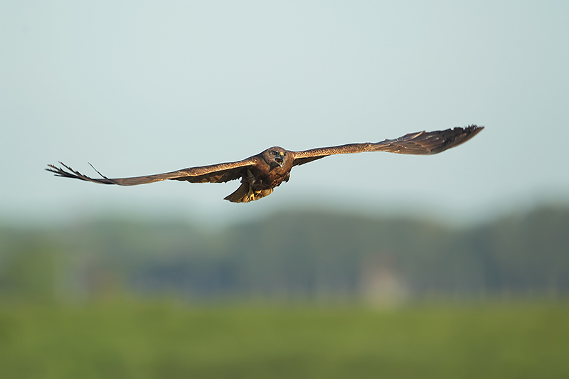 Marsh Harrier (Bruine kiekendief)