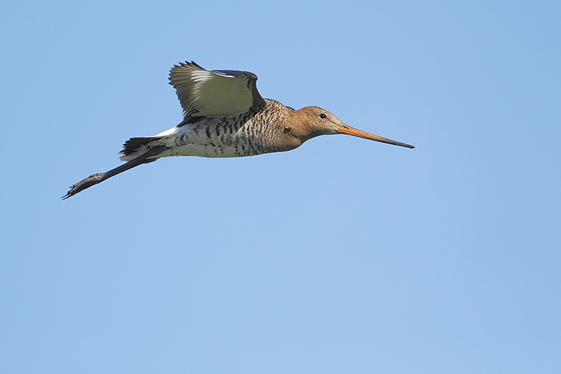 Black-tailed Godwitt (Grutto)