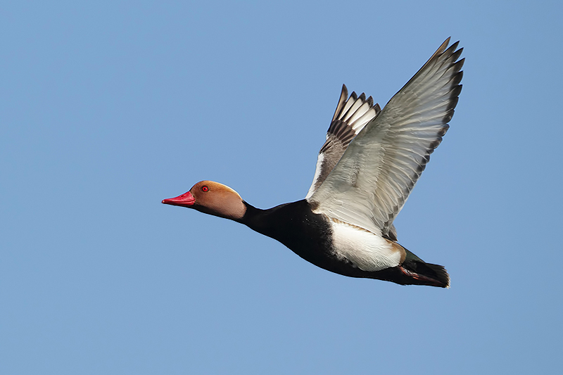 Red-crested Pochard (Krooneend)