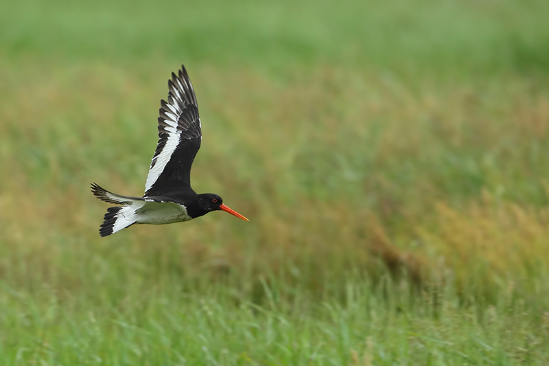 Oystercatcher (Scholekster)