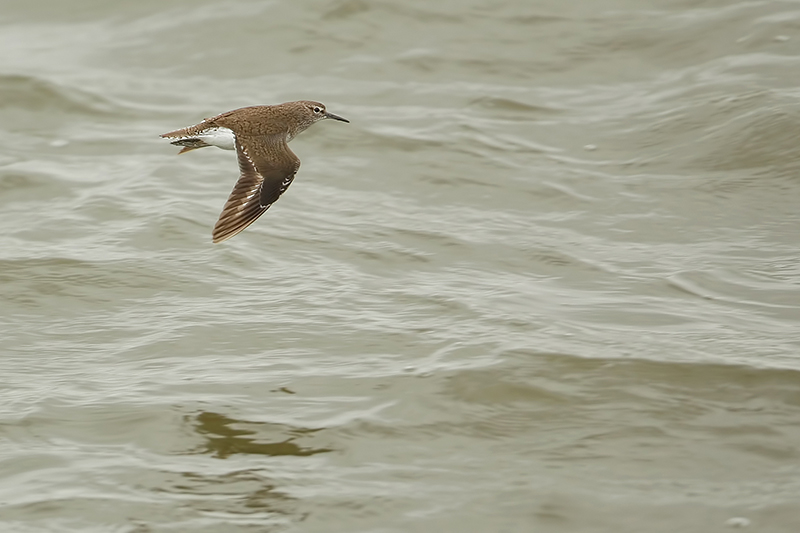 Common Sandpiper (Oeverloper)