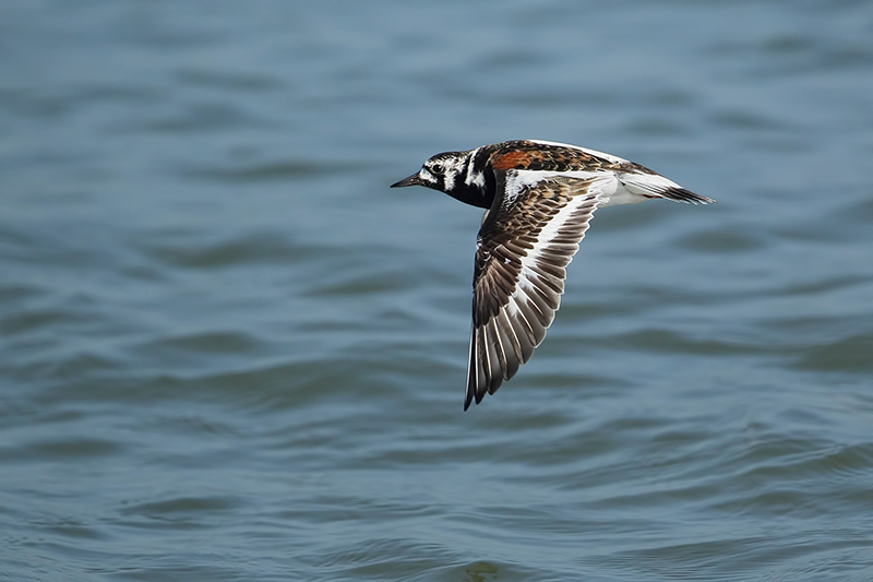Ruddy Turnstone (Steenloper)