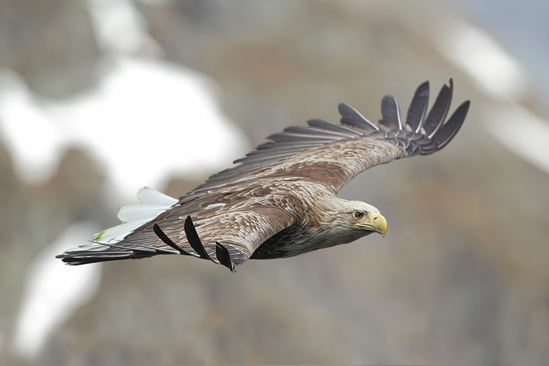 White Tailed Eagle (Zeearend)