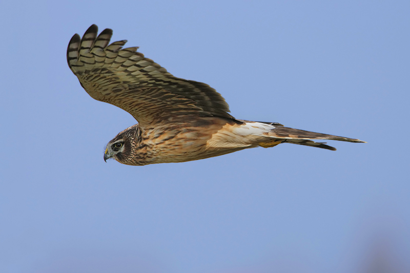 Hen Harrier (Blauwe kiekendief)