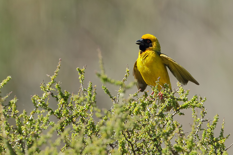  Black Fronted Weaver (Masker wever) 