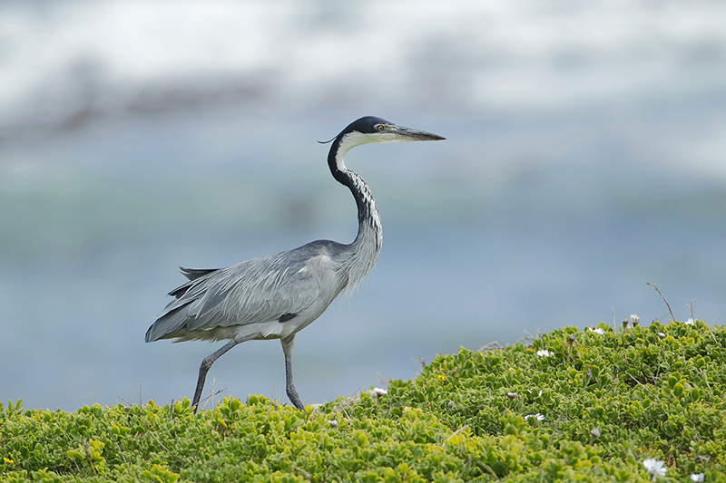 Black-headed Heron (Zwartkopreiger)