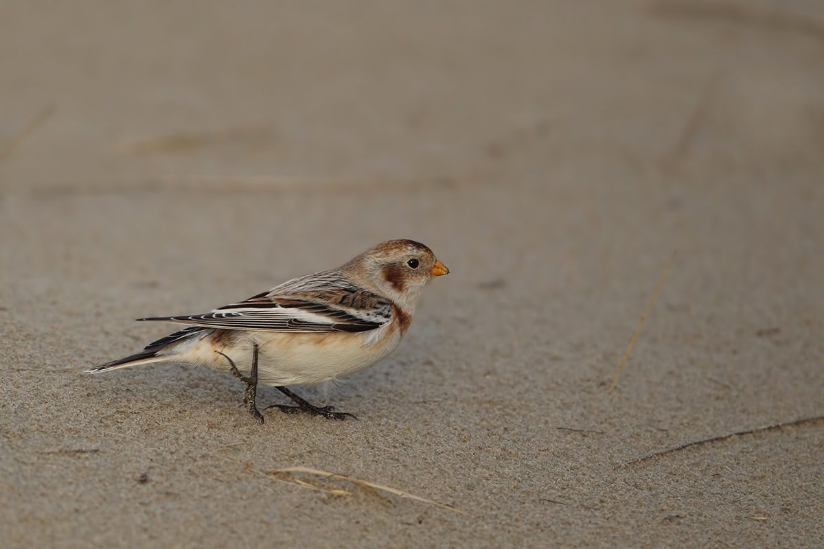 Snow Bunting (Sneeuwgors)