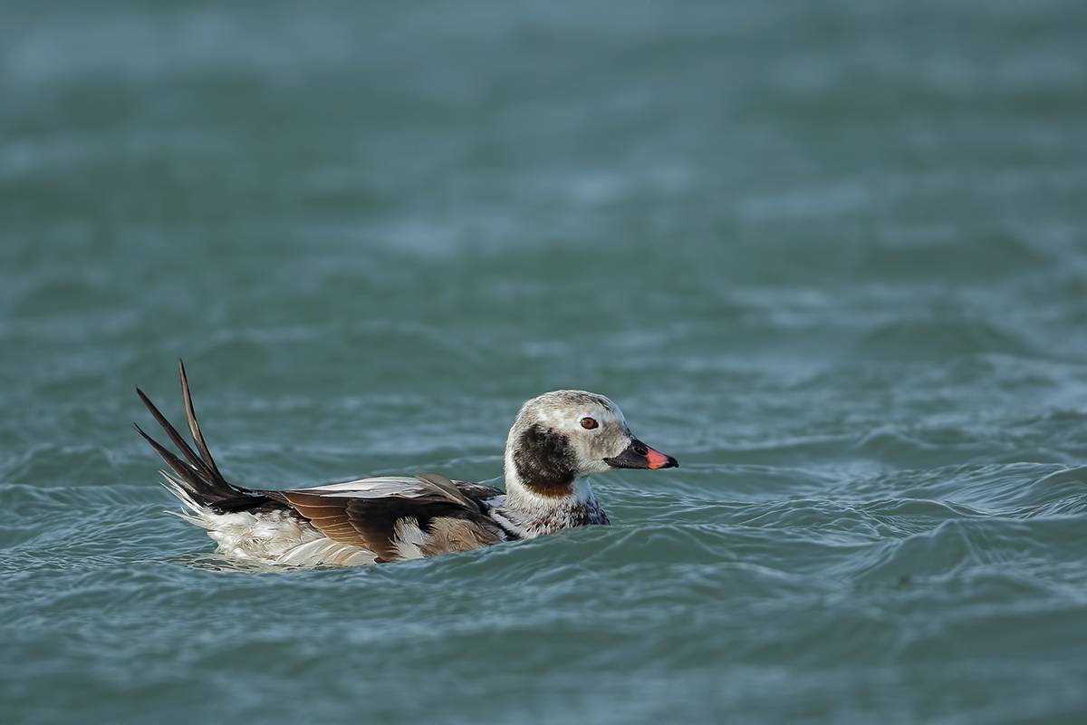 Long-tailed Duck (IJseend)