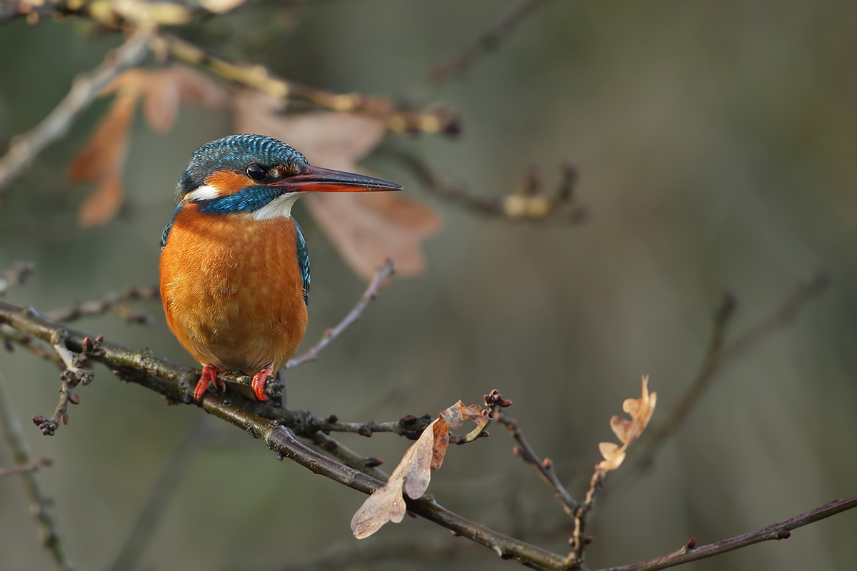 Kingfisher (IJsvogel)