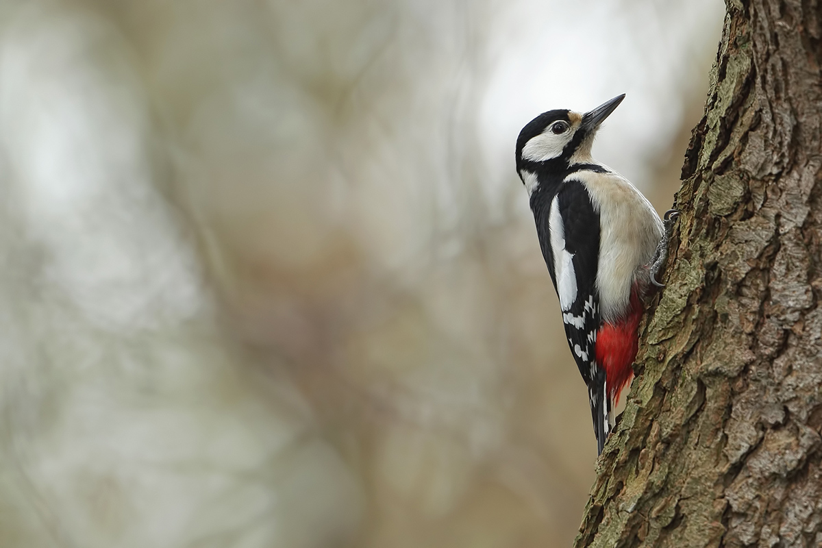 Greater Spotted Woodpecker (Grote Bonte Specht)