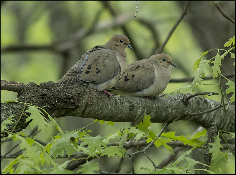 Pair of  Doves