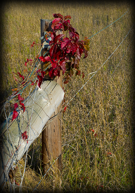 Virginia Creeper and Fence Post