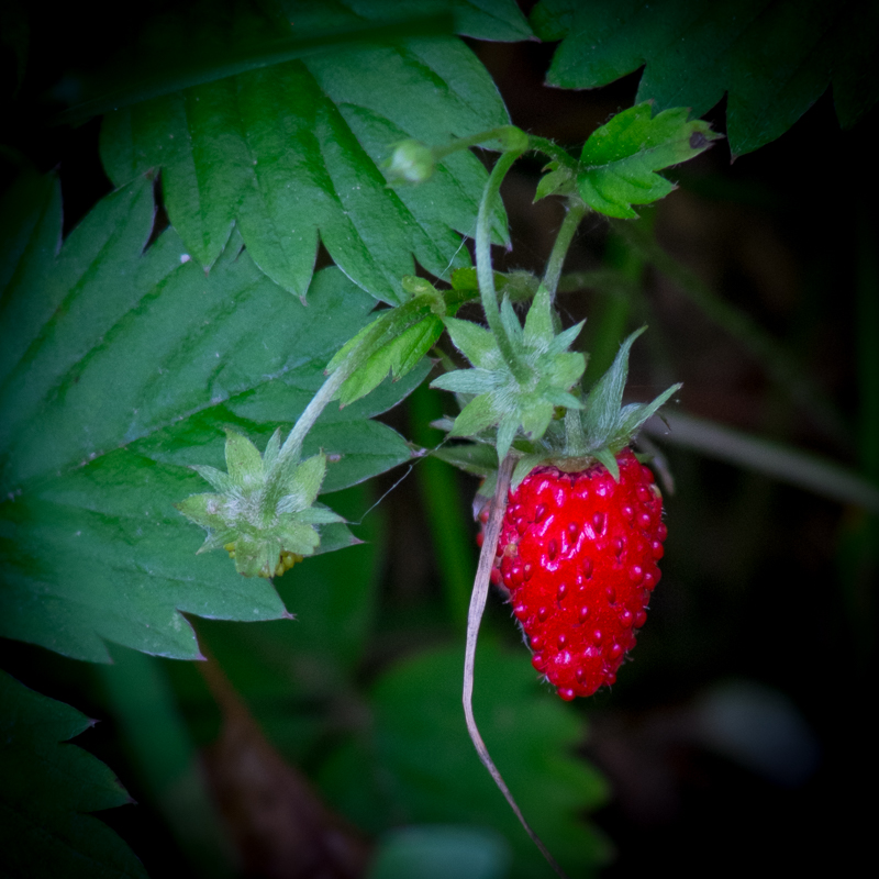 The Wild Strawberry