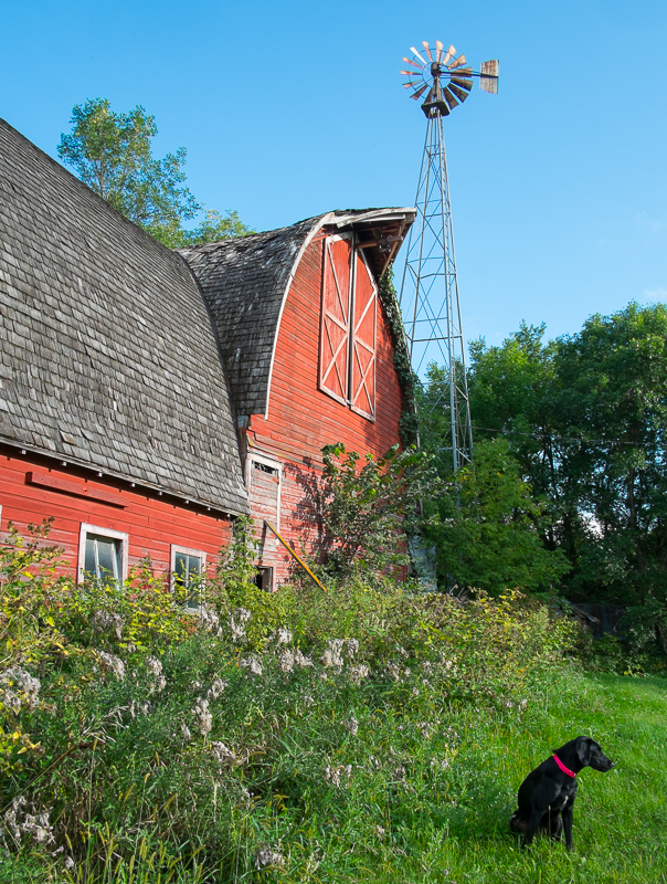 Abandoned Barn With Black Dog