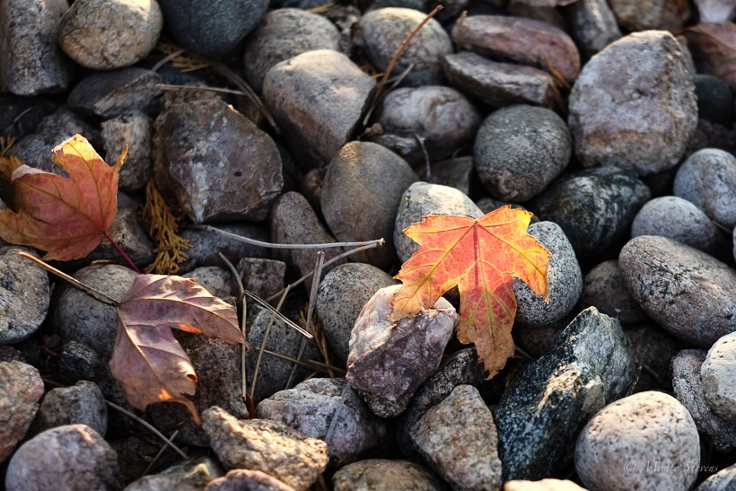 Fall Colors