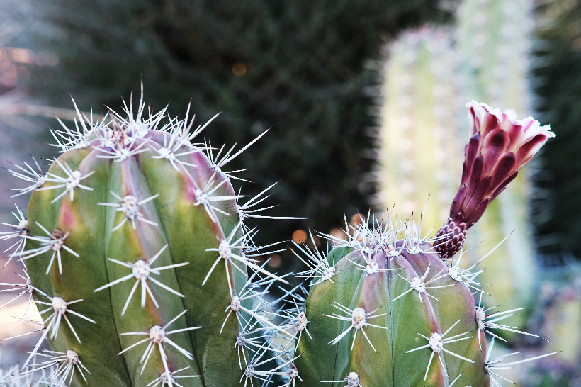 Unknown Cacti