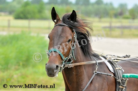 _MBF0952.jpg