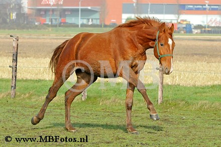 _MBF4706.jpg
