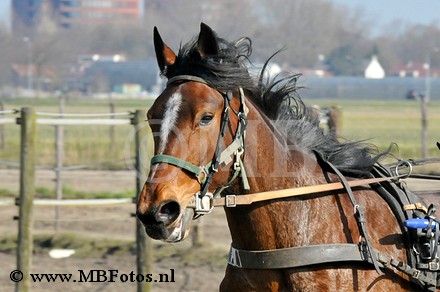 _MBF0667.jpg