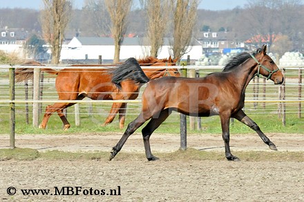 _MBF0806.jpg