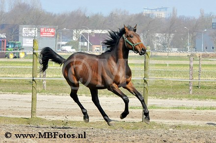 _MBF0810.jpg