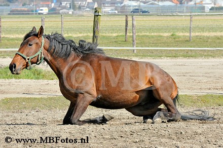 _MBF0852.jpg