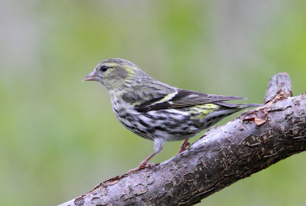 Grnsiska, female