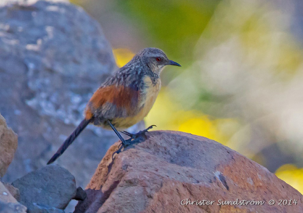 Drakensbergklipphoppare, female