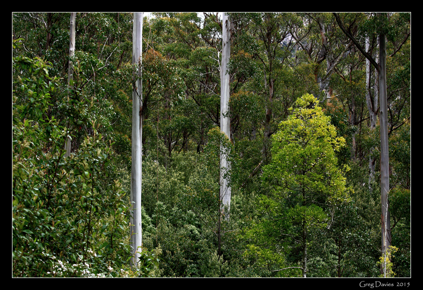 Forest #2