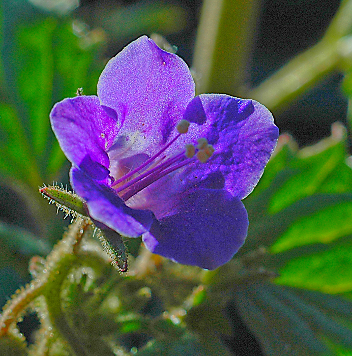 Desert Purple 