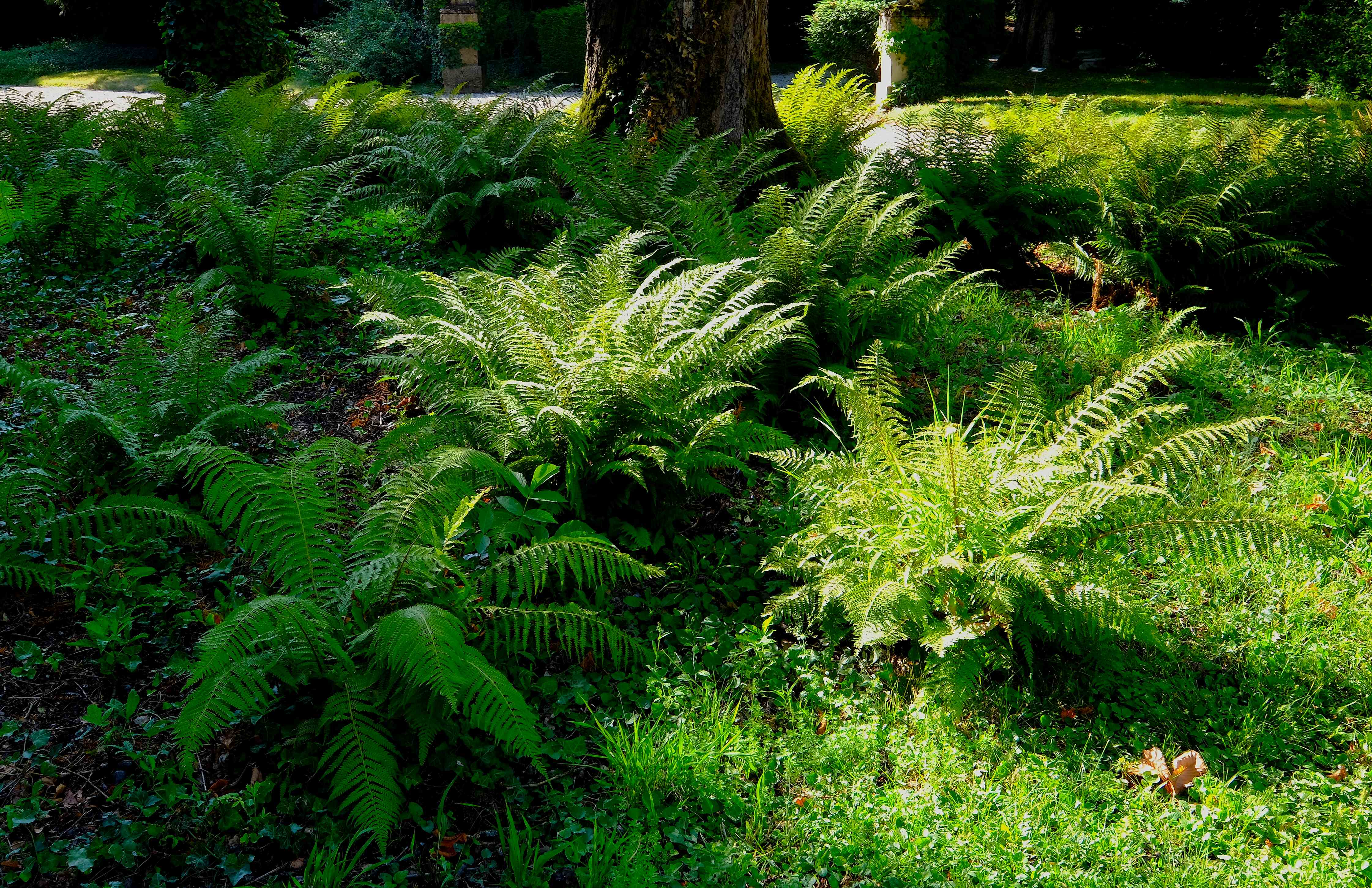 ferns in the park of the castle.jpg