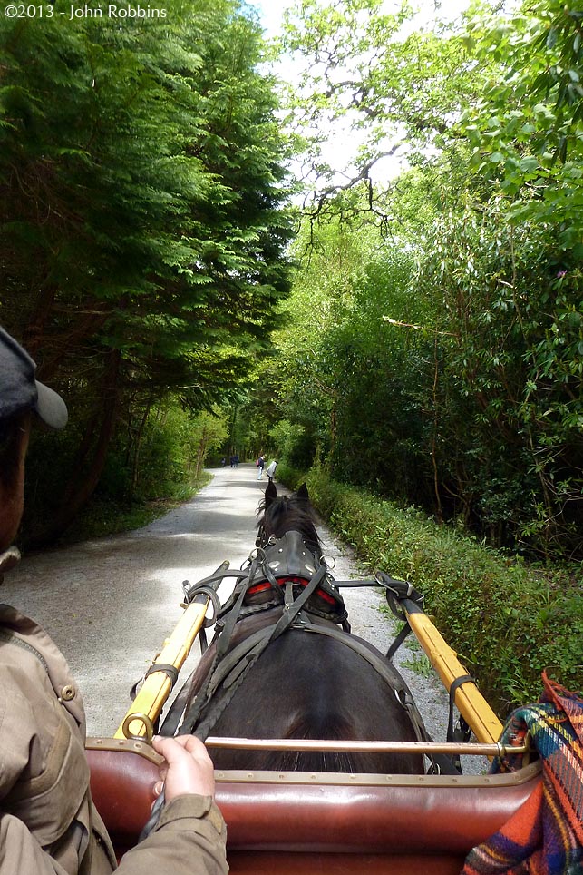 Molly - Jaunting Cart