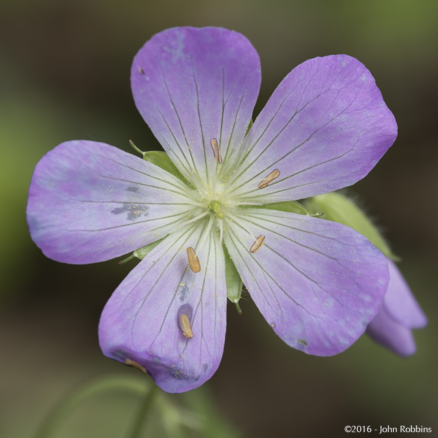 Geranium