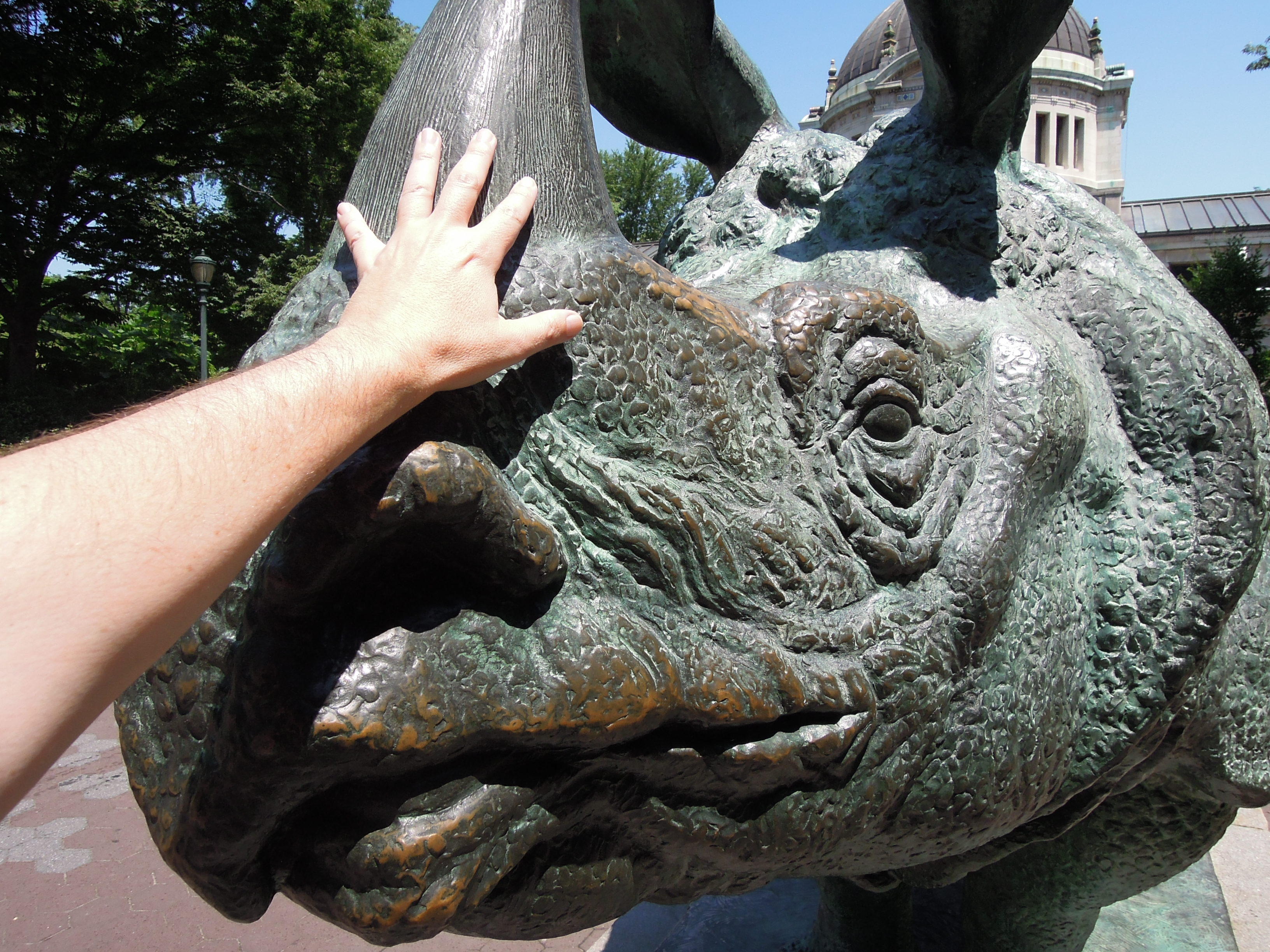 Bronx Zoo rhino