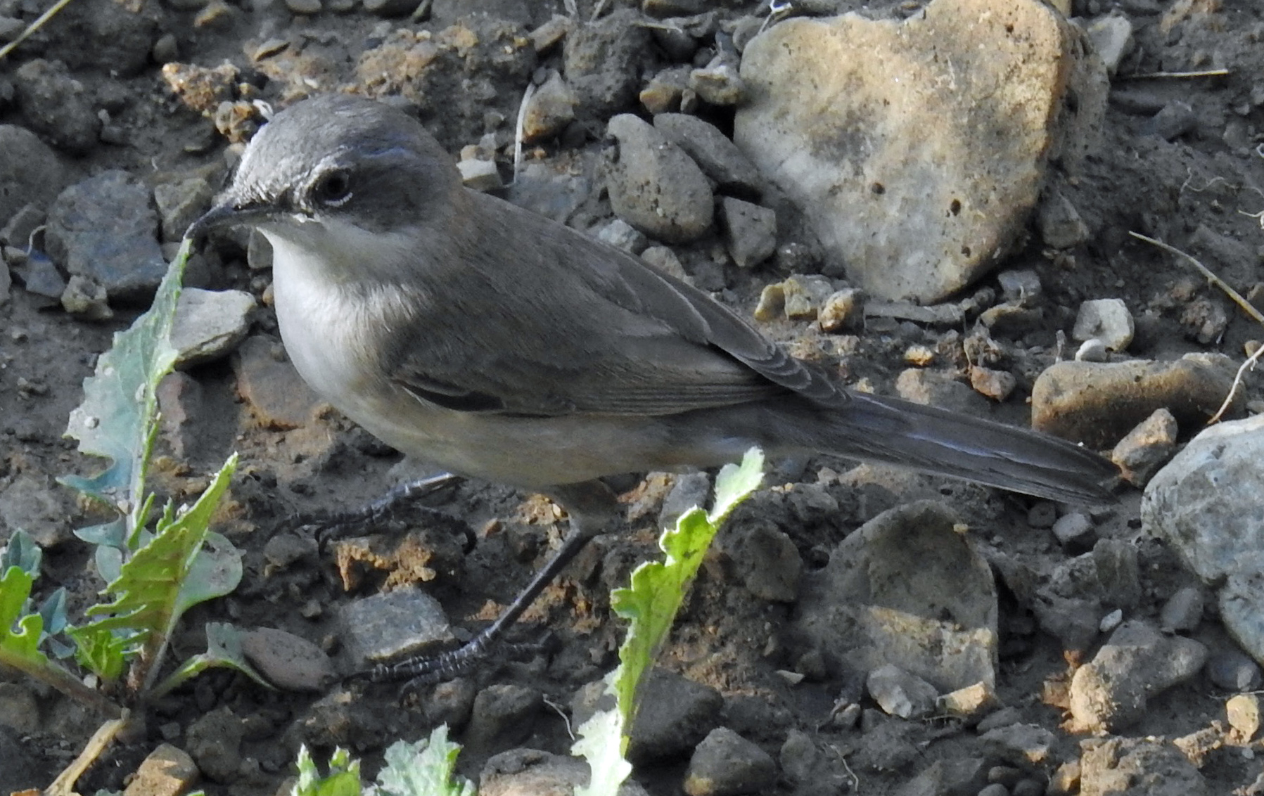 Dark-sided flycatcher