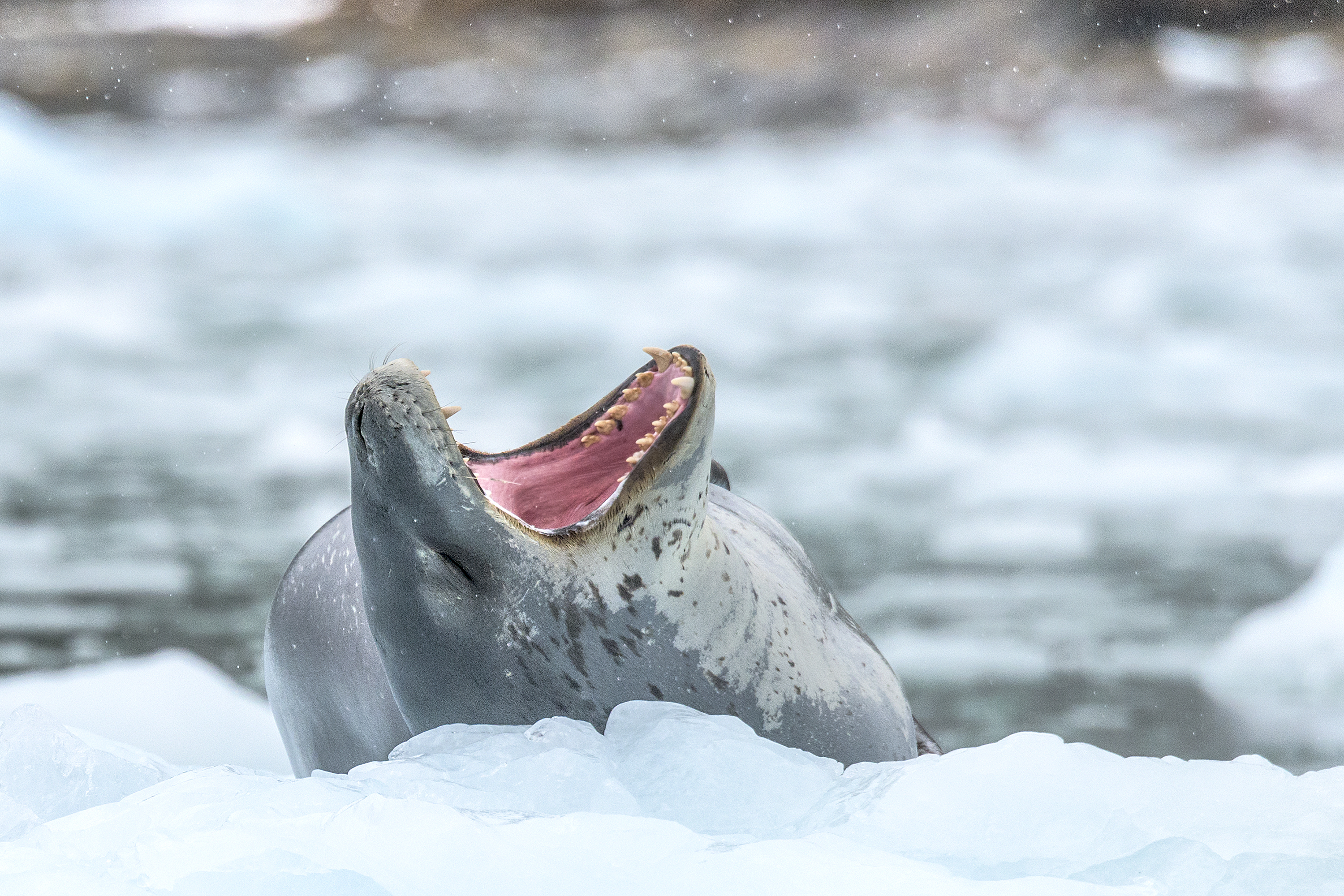 Leopard Seal Patagonia
