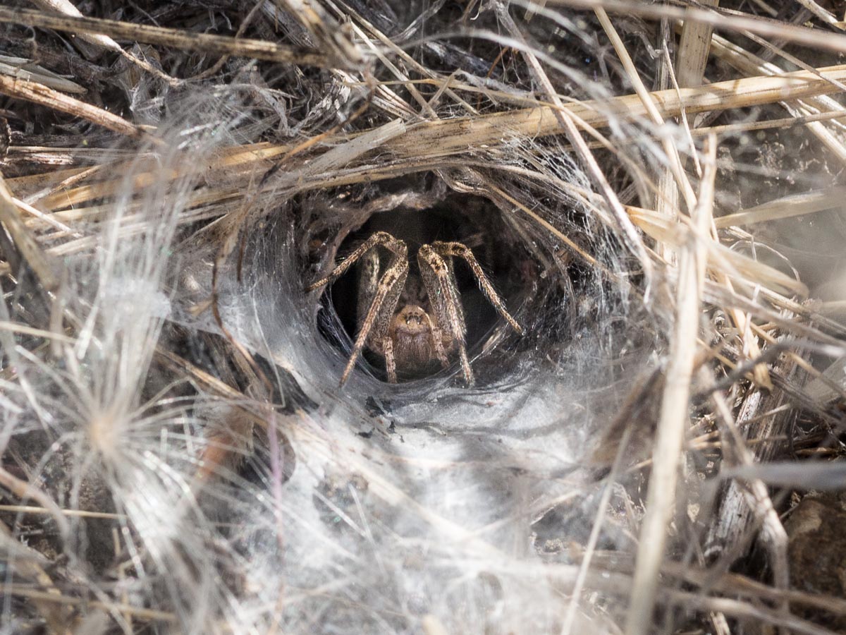 Funnel Web Spider