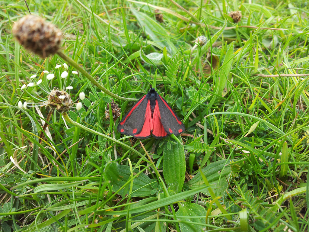Cinnabar Moth