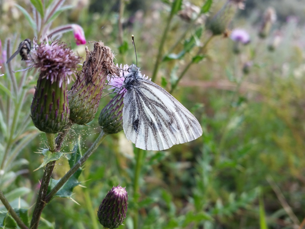 Green-veined White