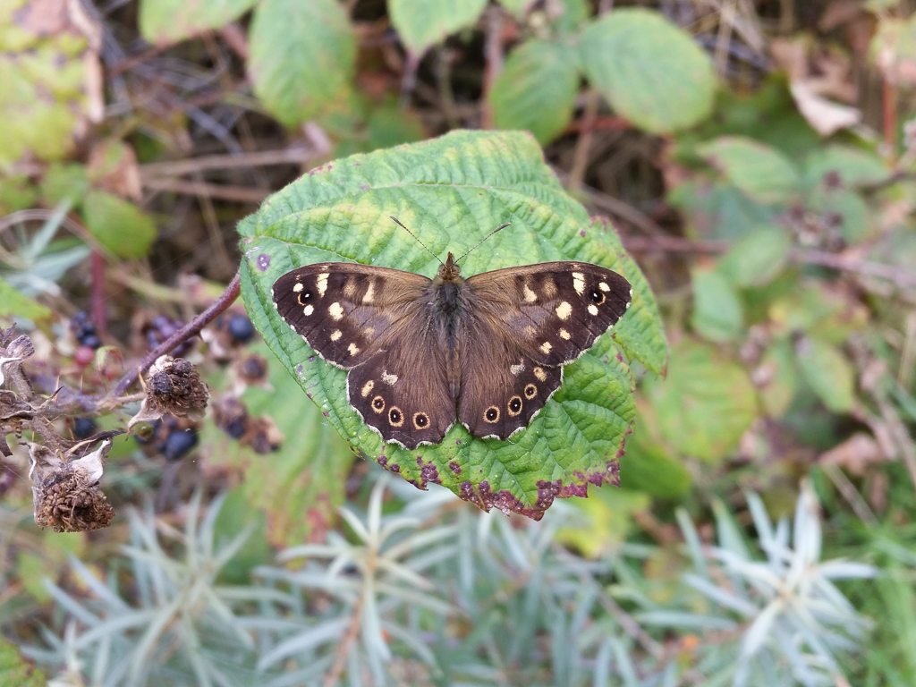 Speckled Wood