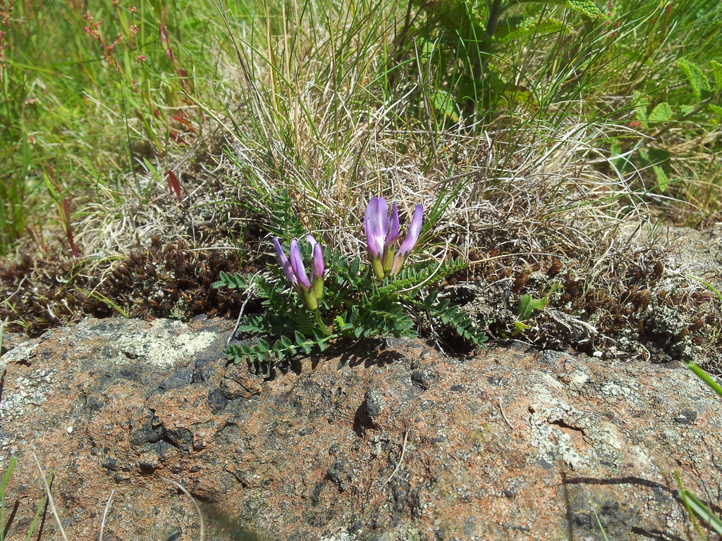 Purple Milk Vetch