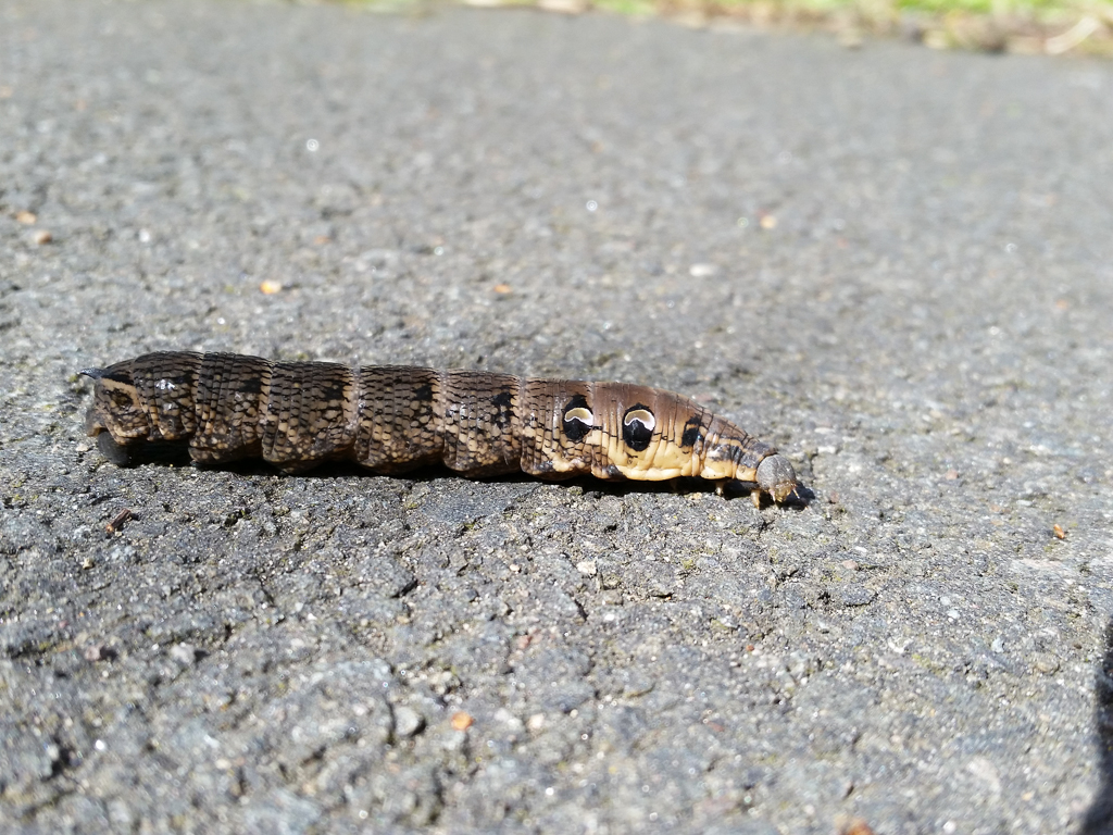 Elephant Hawkmoth