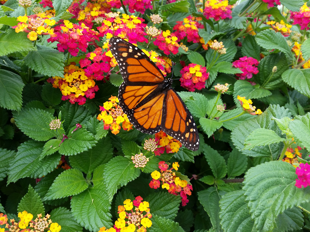 Monarch butterfly