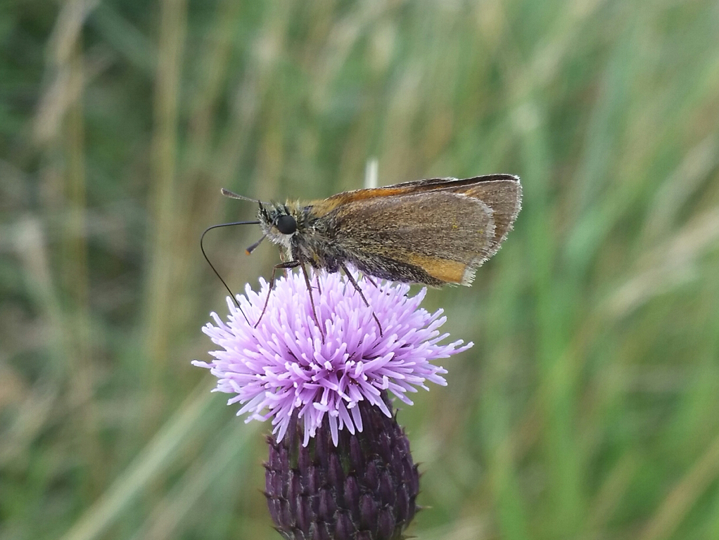 Small Skipper