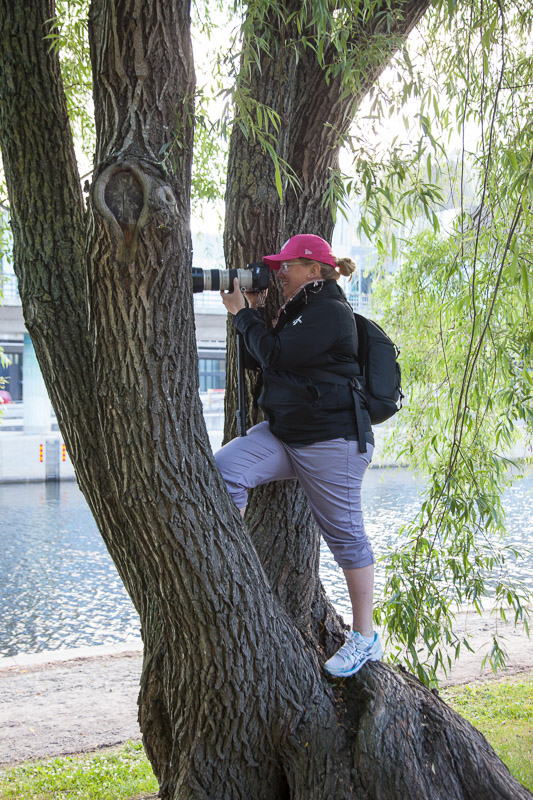Tree climbing photographer