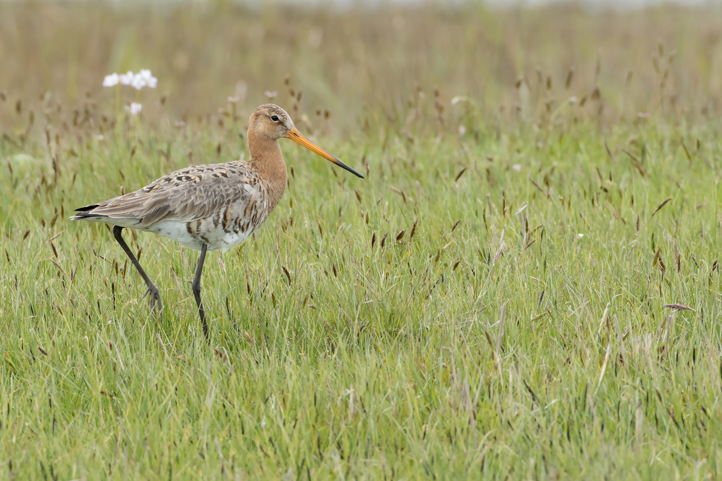 Limosa limosa - Grutto -  Black-tailed Godwit