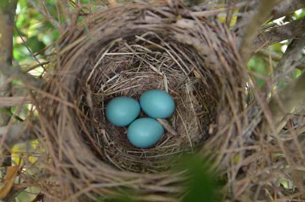 Robins Nest