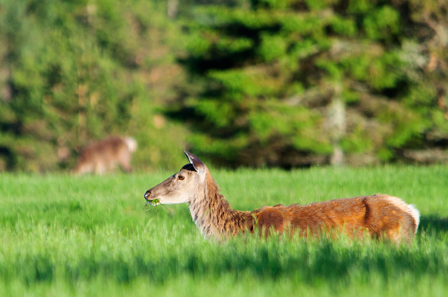 Sunset deer