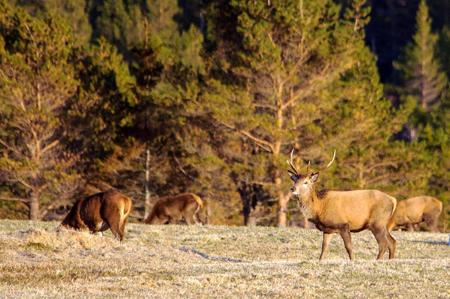 Deer 