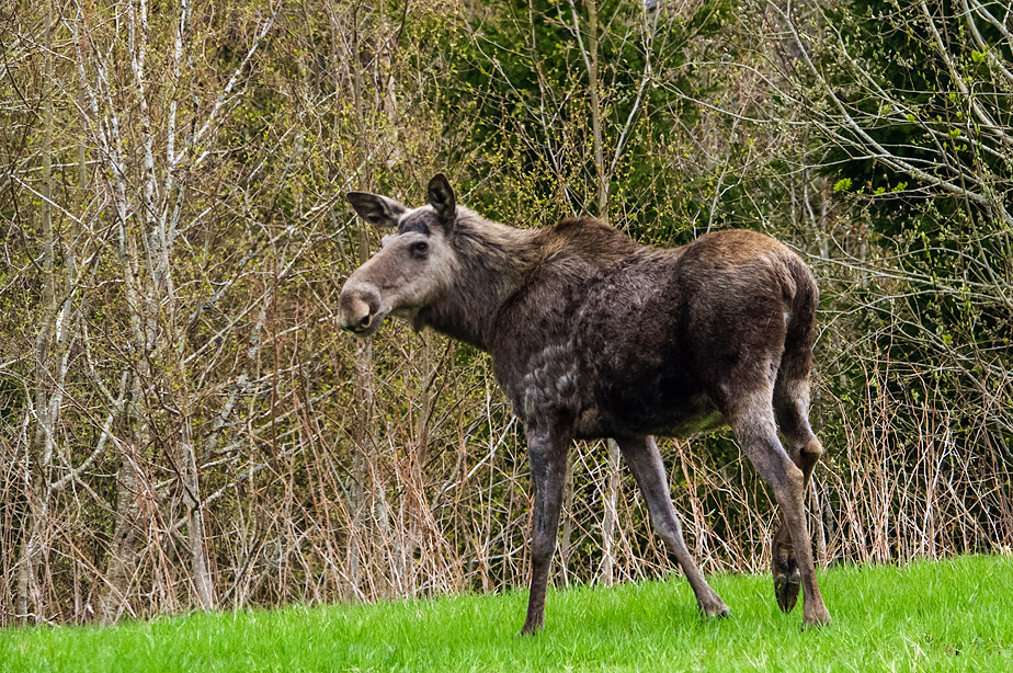 European Elk   /  Elg